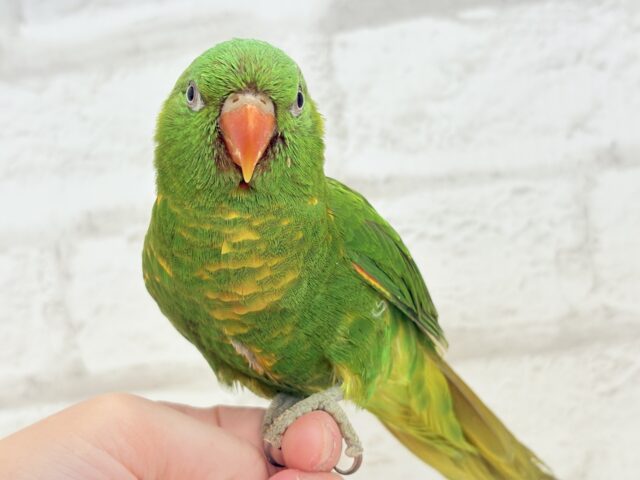 コセイガイインコ