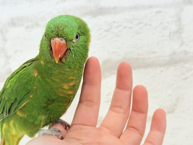 コセイガイインコ