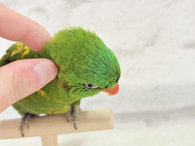 コセイガイインコ