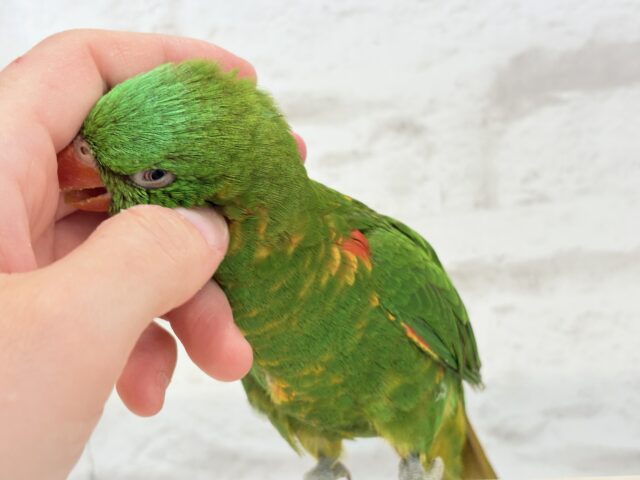 コセイガイインコ