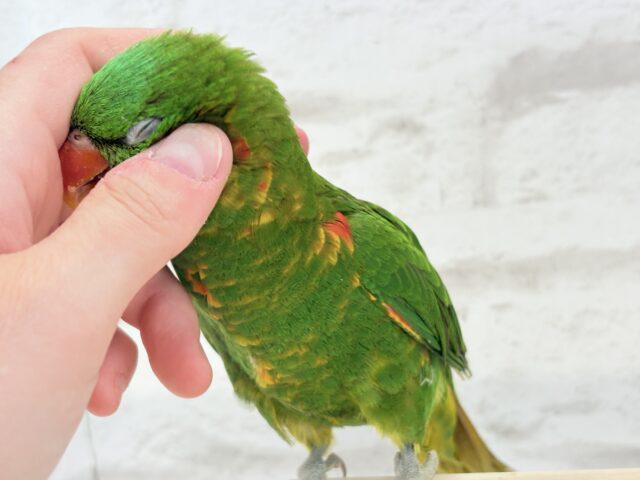 コセイガイインコ