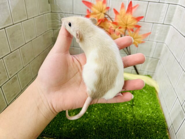 ファンシーラット