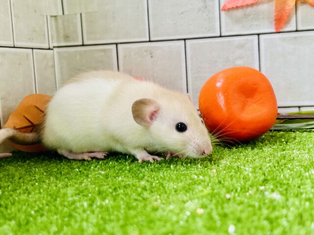 ファンシーラット