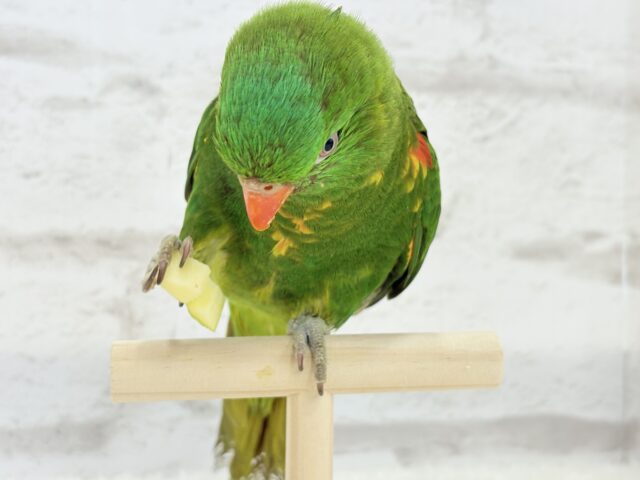 コセイガイインコ