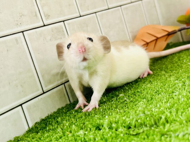 ファンシーラット