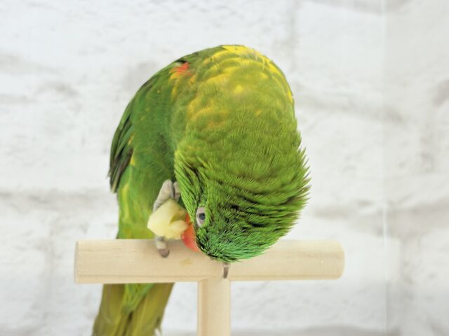 コセイガイインコ