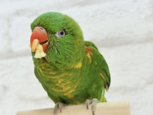 コセイガイインコ