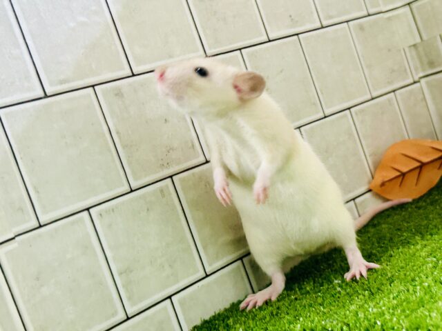 ファンシーラット