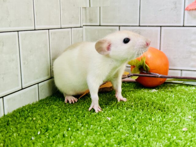 ファンシーラット