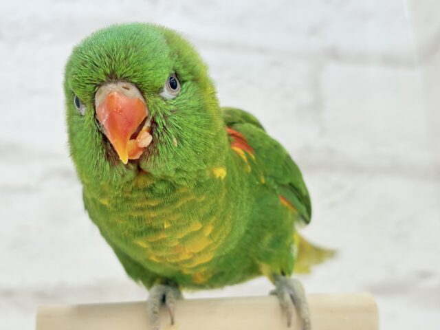 コセイガイインコ