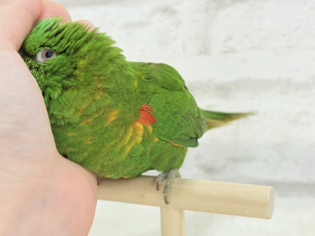 コセイガイインコ