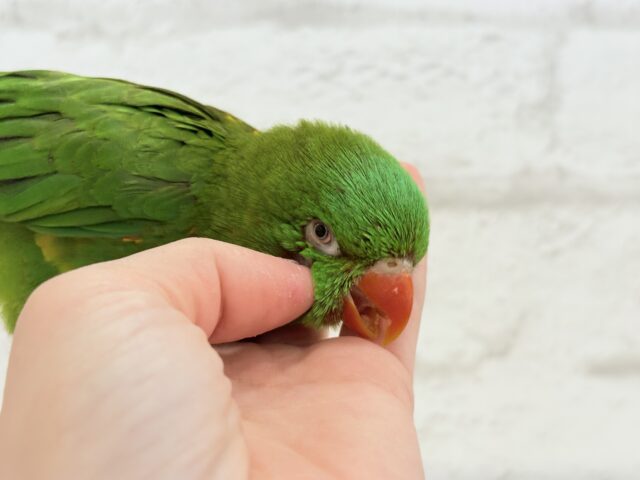 コセイガイインコ
