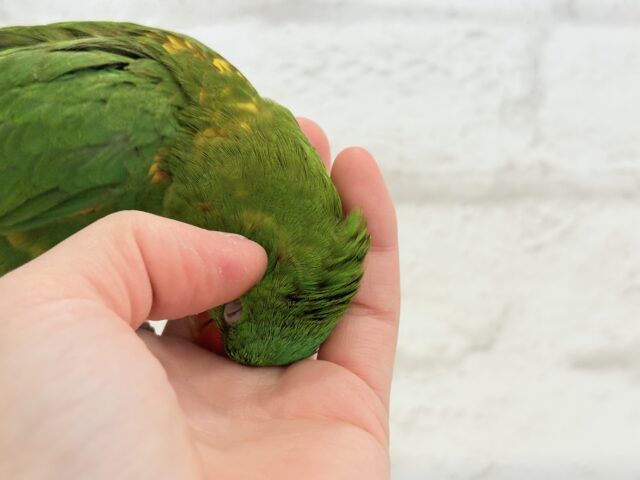 コセイガイインコ