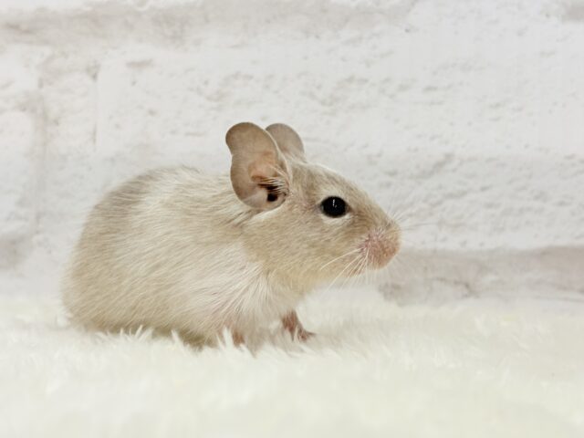 お話聞くのが好きなんだっ♬*°デグー(パイド) 女の子 デグー