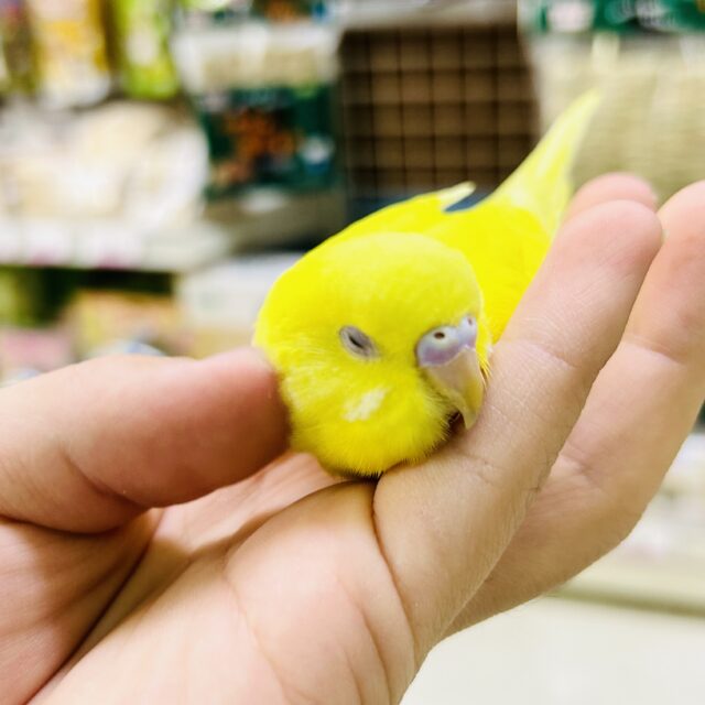 ✨最新画像✨黄金ピカリン🌟⋆꙳おイモだッピ🍠(^³^)セキセイインコ(ダブルファクター/2025年10月生まれ) セキセイインコ