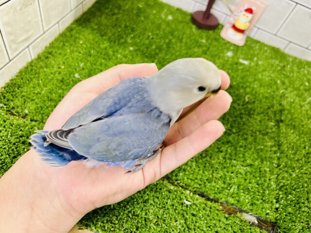 コザクラインコ（小桜インコ）