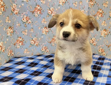 ウェルシュコーギー・ペンブローグ