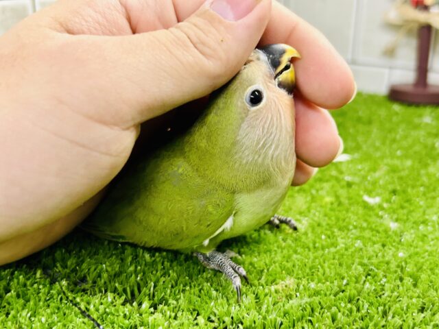 コザクラインコ（小桜インコ）