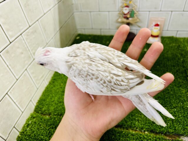 オカメインコ