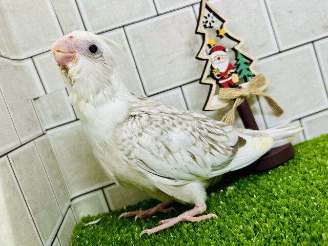 オカメインコ