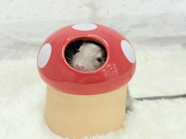 お話聞くのが好きなんだっ♬*°デグー(パイド) 女の子 デグー