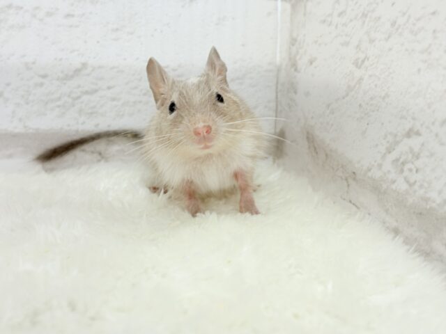 お話聞くのが好きなんだっ♬*°デグー(パイド) 女の子 デグー