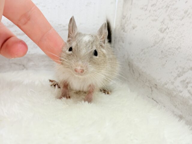 お話聞くのが好きなんだっ♬*°デグー(パイド) 女の子 デグー