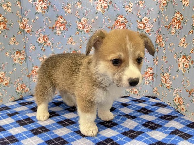 ウェルシュコーギー・ペンブローグ