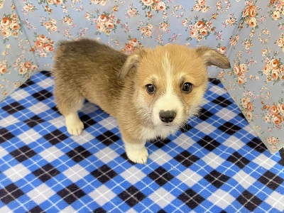 ウェルシュコーギー・ペンブローグ