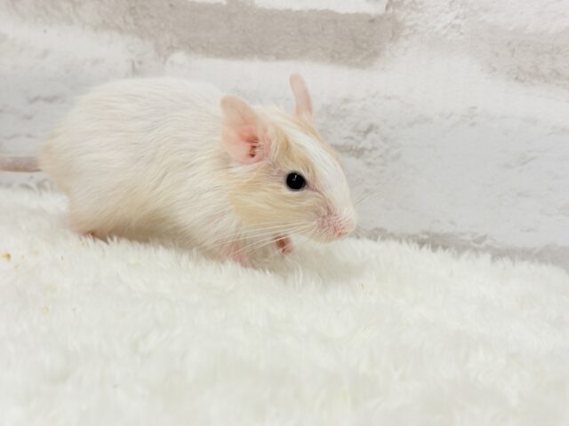 【最新画像更新🪄】癒し系担当です♡デグー(サンドパイド) 男の子 デグー