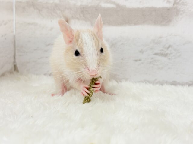 【最新画像更新🪄】癒し系担当です♡デグー(サンドパイド) 男の子 デグー