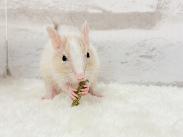 【最新画像更新🪄】癒し系担当です♡デグー(サンドパイド) 男の子 デグー