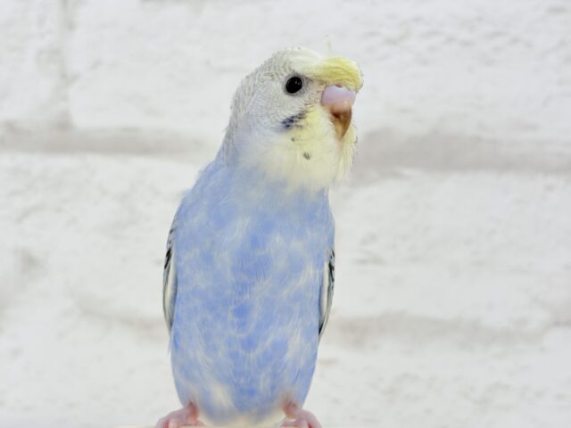 梵天セキセイインコ