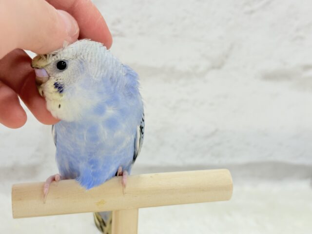 梵天セキセイインコ