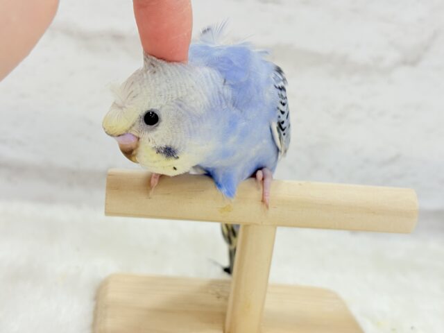 梵天セキセイインコ