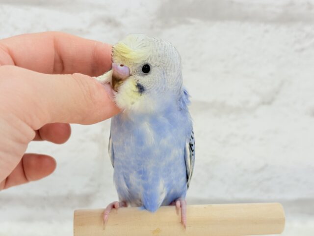梵天セキセイインコ