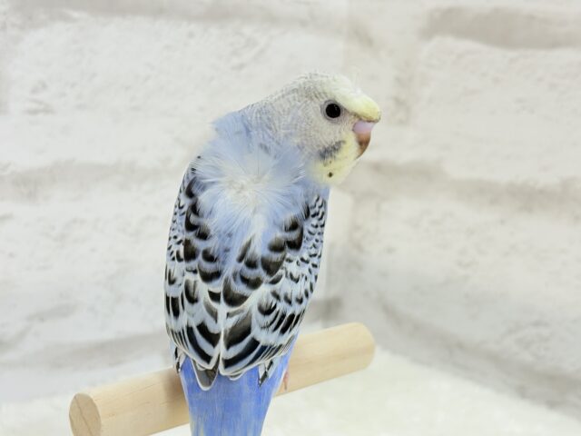 梵天セキセイインコ