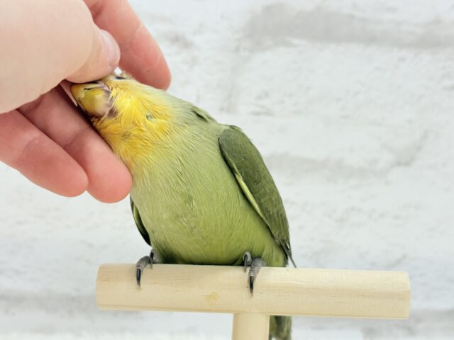 コザクラインコ（小桜インコ）