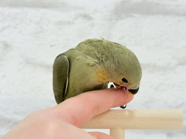 コザクラインコ（小桜インコ）