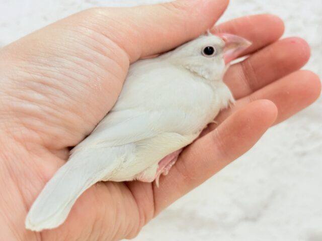 シルバー文鳥