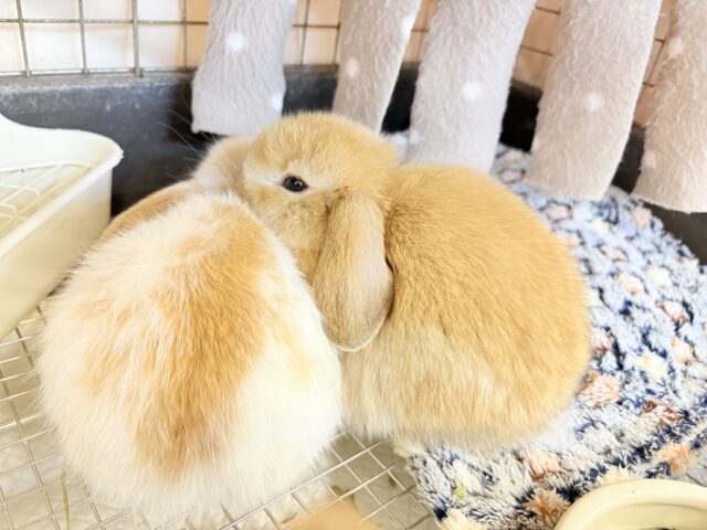 ホーランドロップ