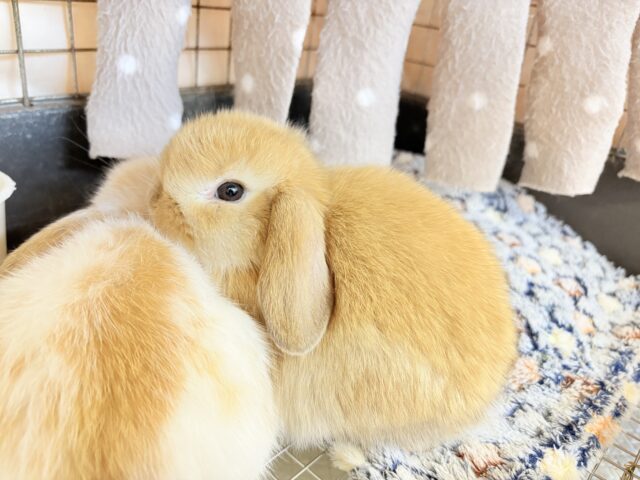 ホーランドロップ