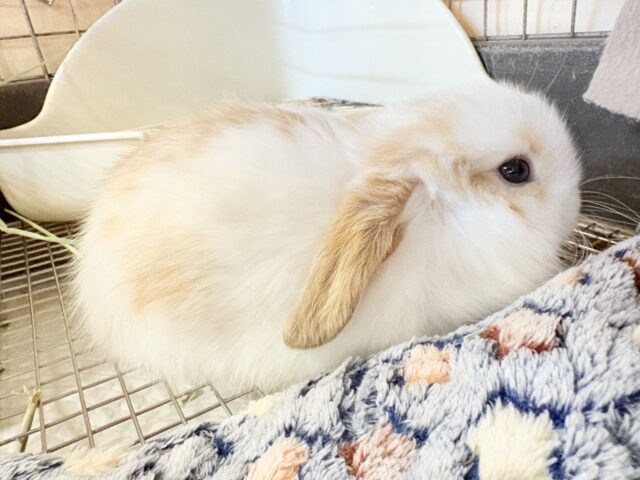 ホーランドロップ