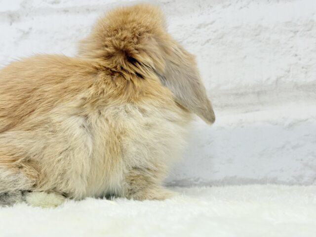 ホーランドロップ