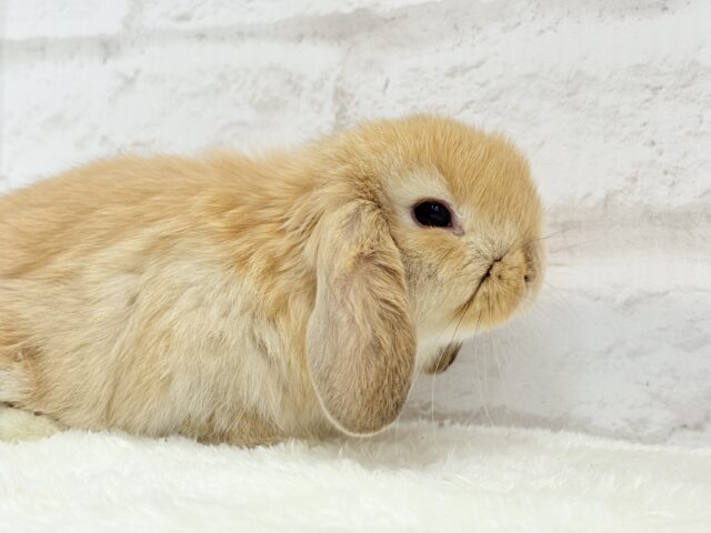 ホーランドロップ