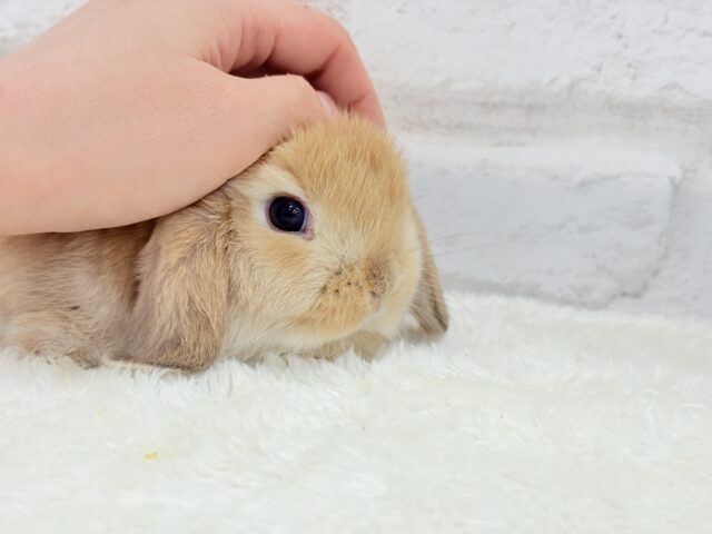 ホーランドロップ