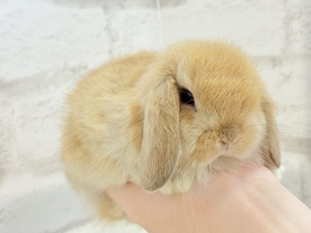 ホーランドロップ