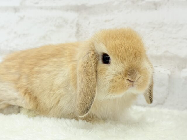 ホーランドロップ