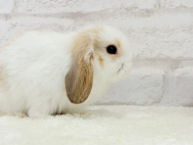 ホーランドロップ