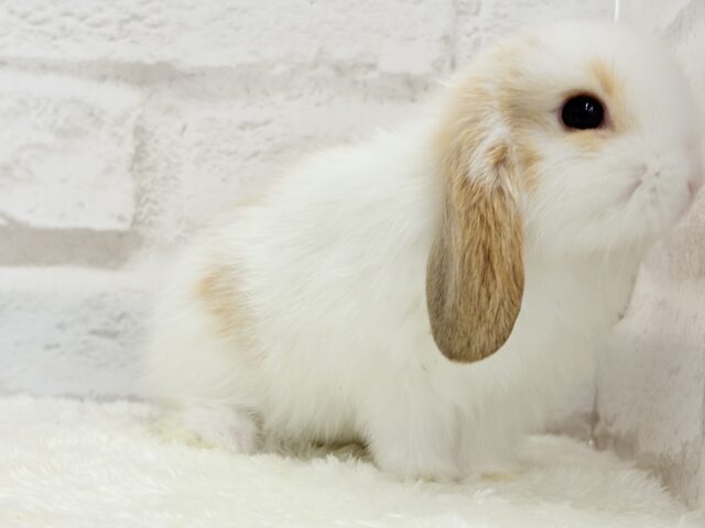 ホーランドロップ